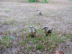 042 Kookaburras